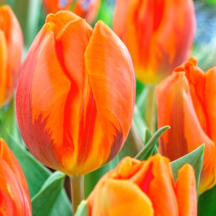 Tulipa Single Early 'Hermitage' 