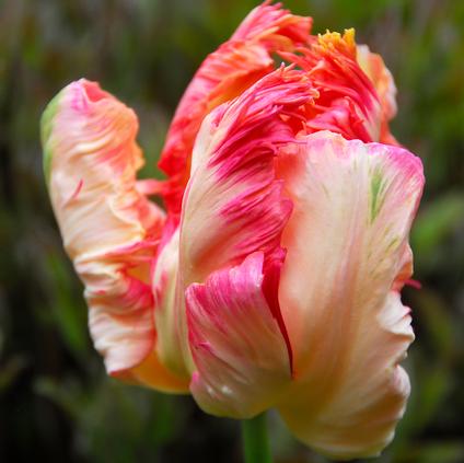 Tulipa Parrot 'Apricot Parrot' 