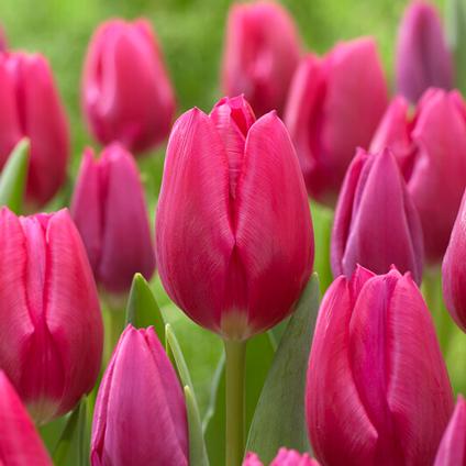 Tulipa Triumph 'Pink Ardour' 