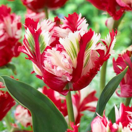 Tulipa Parrot 'Estella Rijnveld' 