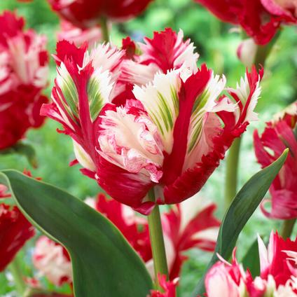 Tulipa Parrot 'Silver Parrot' Tulip from ADR Bulbs