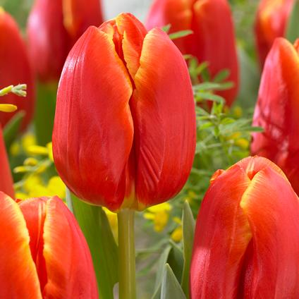 Tulipa Triumph 'Esta Bonita' 