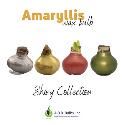 Amaryllis Wax 'Shiny Collection' 