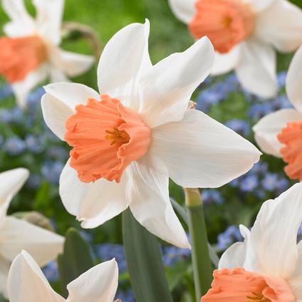 Narcissi Large Cupped 'Accent' 