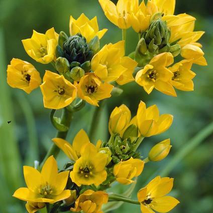 Ornithogalum 'Dubium Yellow' 