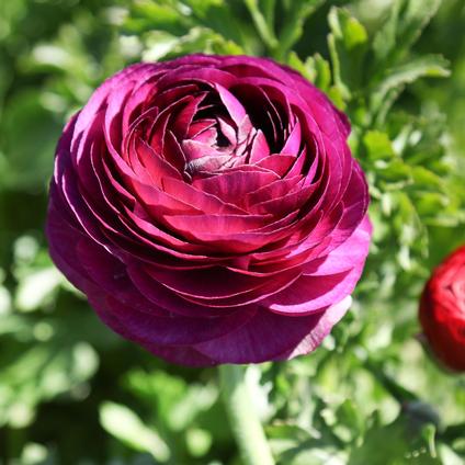 Ranunculus Tecolote 'Merlot' 
