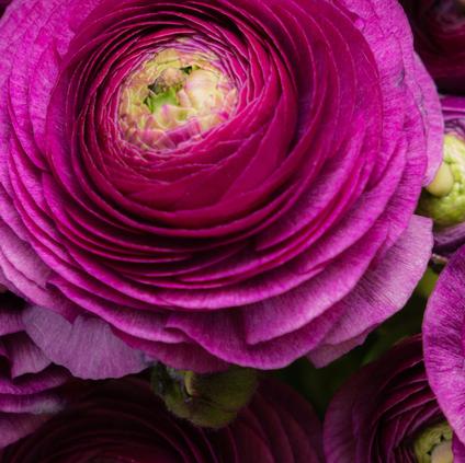 Ranunculus Tecolote 'Purple' 
