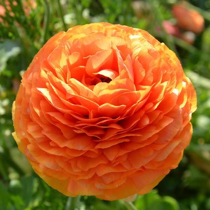 Ranunculus Tecolote 'Sunset' 