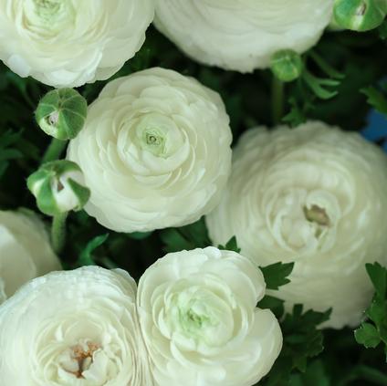Ranunculus Tecolote 'White' 