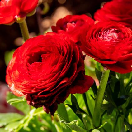 Ranunculus Tecolote 'Red' 