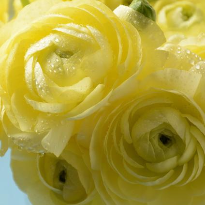 Ranunculus Tecolote 'Yellow' 