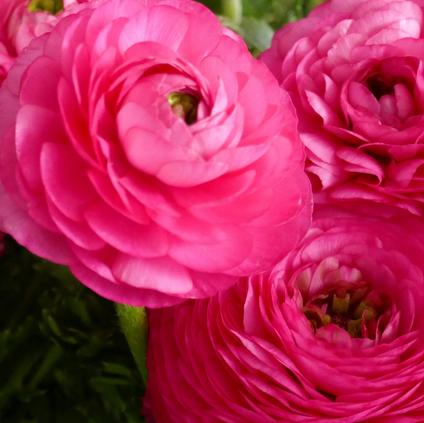 Ranunculus Tecolote 'Rose' 