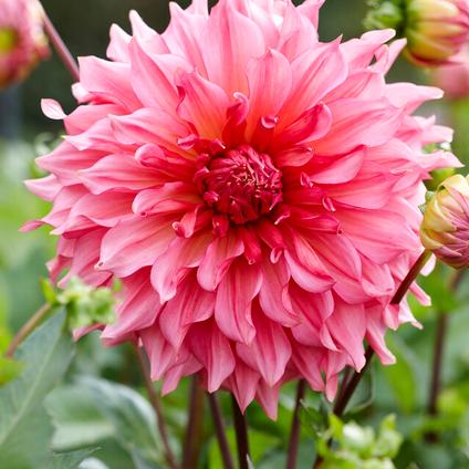 Dahlia Dinnerplate 'Islander' (Ships in Spring) 