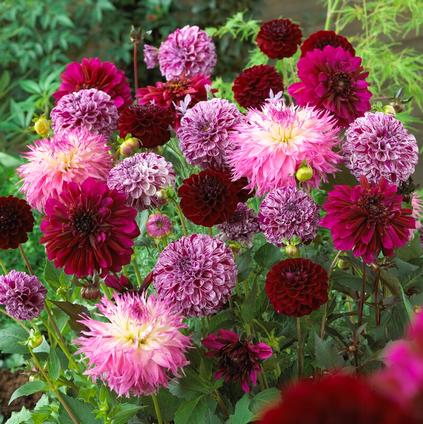 Dahlia Blend 'Purple Painting Mix' (Ships In Spring) 