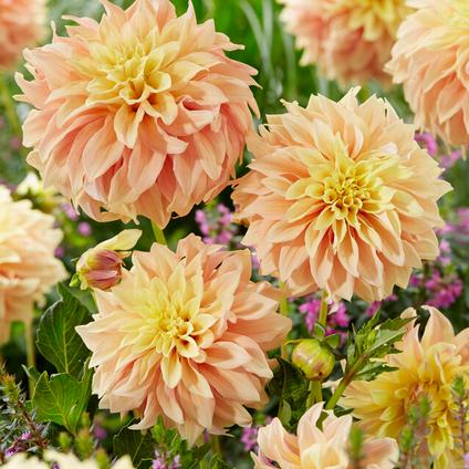 Dahlia Decorative 'Blushing Lady' (Ships in Spring) 