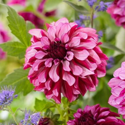 Dahlia Decorative 'Cranberry Classic' (Ships in Spring) 