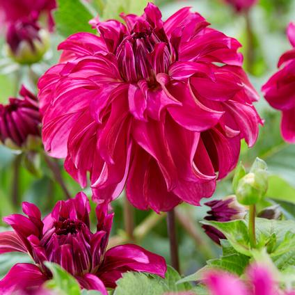 Dahlia Decorative 'Drama Queen' (Ships in Spring) 