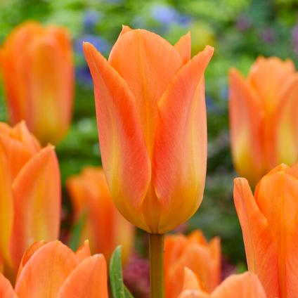 Tulipa Emperor 'Orange Emperor' 