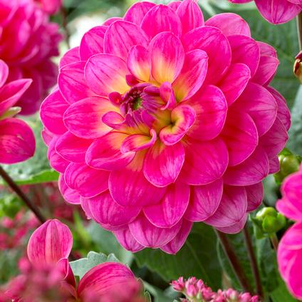 Dahlia Decorative 'El Santo' (Ships in Spring) 