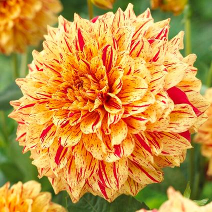Dahlia Decorative 'Gloriosa' (Ships in Spring) 