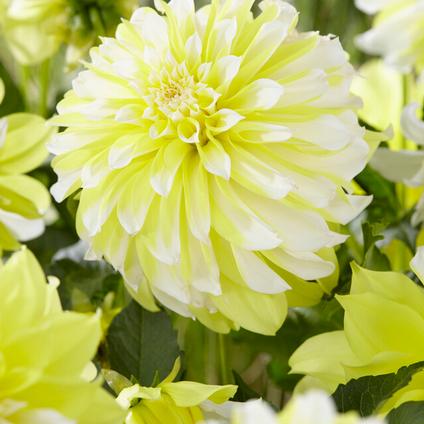 Dahlia Decorative 'Hollyhill Lemon Ice' (Ships in Spring) 