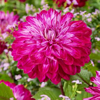Dahlia Decorative 'Merlot Magic' (Ships in Spring) 