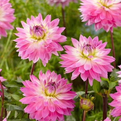 Dahlia Decorative 'Miss Delilah' (Ships in Spring) 