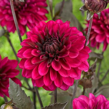 Dahlia Decorative 'Purple Flame' (Ships in Spring) 