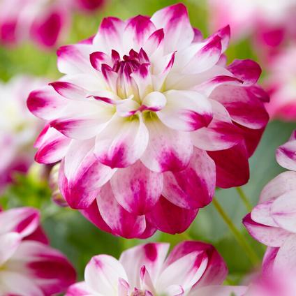 Dahlia Decorative 'Saint Martin' (Ships in Spring) 