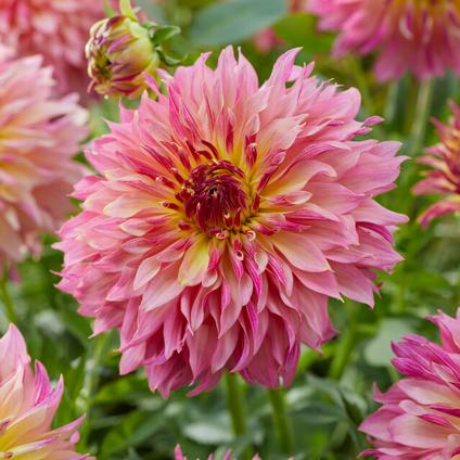 Dahlia Decorative 'Tom Pouce' (Ships in Spring) 