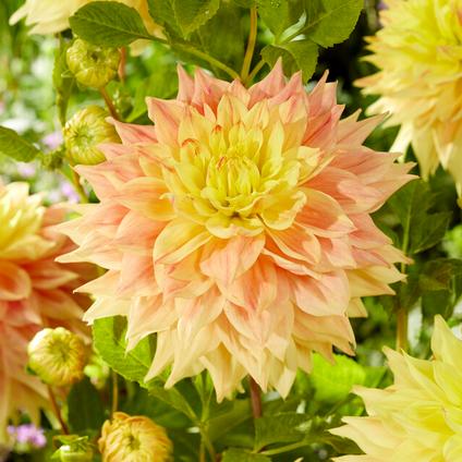 Dahlia Dinnerplate 'Advance' (Ships in Spring) 