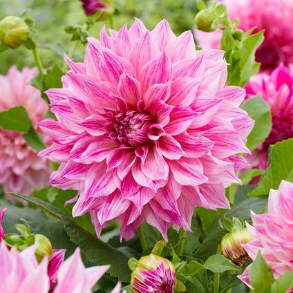 Dahlia Dinnerplate 'Cafe au Lait Royal' (Ships in Spring) 