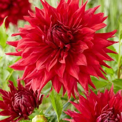 Dahlia Dinnerplate 'Creve Coeur' (Ships in Spring) 