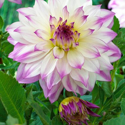 Dahlia Dinnerplate 'Ferncliff Illusion' (Ships in Spring) 