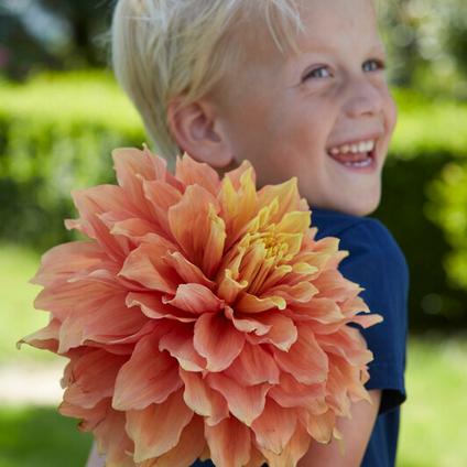 Dahlia Dinnerplate 'Mango Madness' (Ships in Spring) 