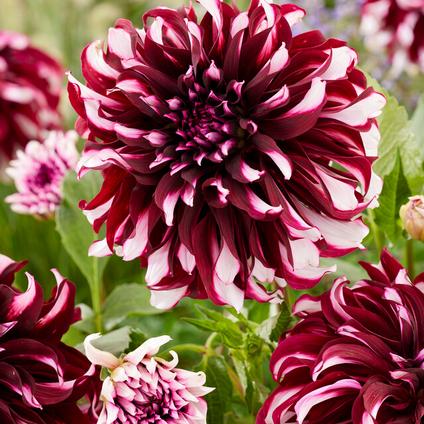 Dahlia Dinnerplate 'Tartan' (Ships in Spring) 