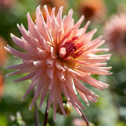 Dahlia Cactus 'Preference' (Ships in Spring) 