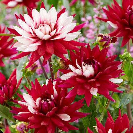Dahlia Cactus 'Rebecca's World' (Ships in Spring) 
