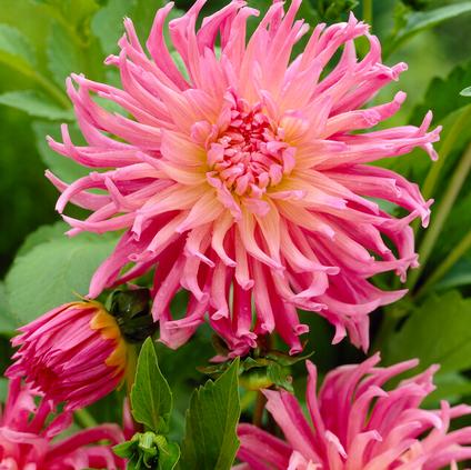 Dahlia Cactus 'Star's Favorite' (Ships in Spring) 