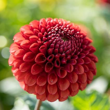 Dahlia Ball 'Copperboy' (Ships in Spring) 