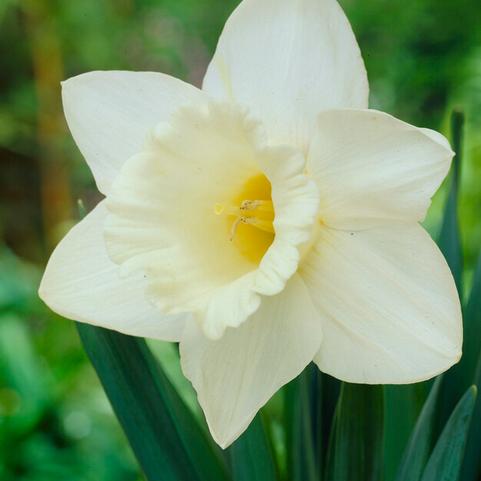 Narcissi Trumpet 'Mount Hood' 