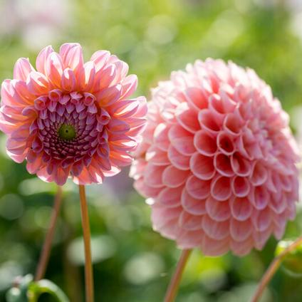 Dahlia Ball 'Linda's Baby' (Ships in Spring) 