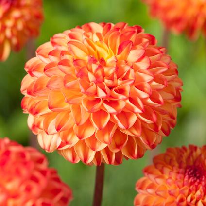 Dahlia Ball 'Mirella' (Ships in Spring) 
