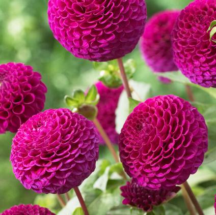 Dahlia Pompon 'Rocco' (Ships in Spring) 