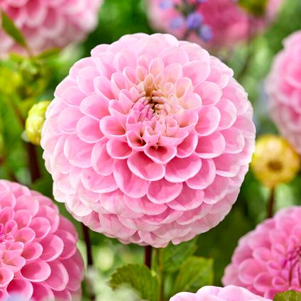 Dahlia Ball 'Wizard of Oz' (Ships in Spring) 