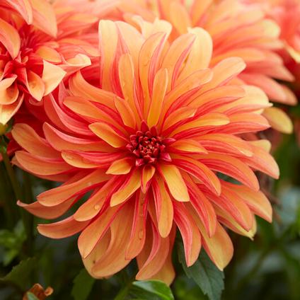 Dahlia Gallery 'Cobra' (Ships in Spring) 