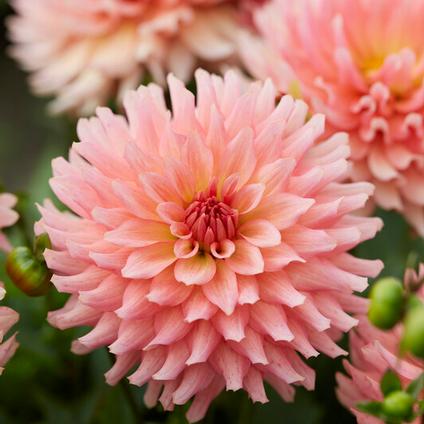 Dahlia Gallery 'Leonardo' (Ships in Spring) 