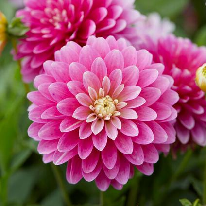 Dahlia Gallery 'Rembrandt (Ships in Spring) 