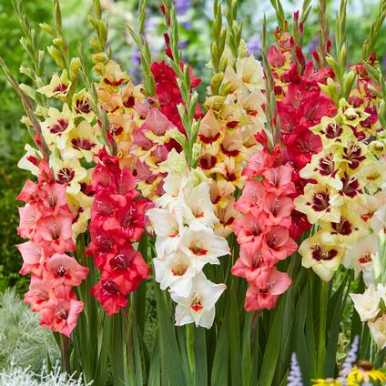 Gladiolus Bambino 'Mixture' (Ships in Spring) 