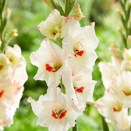 Gladiolus Bambino 'Candy Bar' (Ships in Spring) 